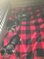 Yorkshire Terrier Puppies for sale in 5024 La Ray Dr, Virginia Beach, VA 23462, USA. price: NA