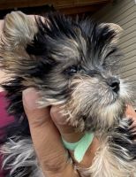 Yorkshire Terrier Puppies for sale in Idaho Falls, ID, USA. price: NA