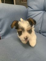 Yorkshire Terrier Puppies for sale in Fort Worth, TX, USA. price: NA