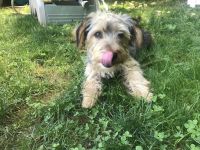 Yorkshire Terrier Puppies for sale in Kinzers, PA 17535, USA. price: NA