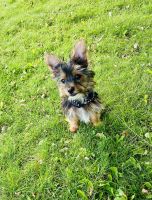 Yorkshire Terrier Puppies for sale in Pittsburgh, PA 15222, USA. price: NA