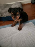 Yorkshire Terrier Puppies for sale in Mountville, PA, USA. price: NA