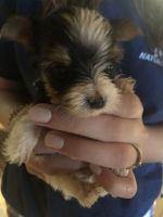 Yorkshire Terrier Puppies for sale in Lillington, NC 27546, USA. price: NA