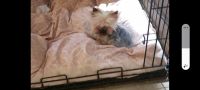 Yorkshire Terrier Puppies for sale in Temple, TX 76502, USA. price: NA