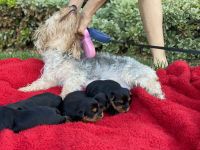 Yorkshire Terrier Puppies for sale in Las Vegas, NV 89183, USA. price: NA