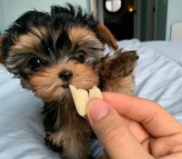 Yorkshire Terrier Puppies for sale in Centreville, VA, USA. price: NA