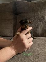 Yorkshire Terrier Puppies for sale in Cynthiana, KY 41031, USA. price: NA
