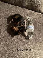 Yorkshire Terrier Puppies for sale in Cynthiana, KY 41031, USA. price: NA