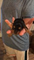 Yorkshire Terrier Puppies for sale in Chapmanville, WV 25508, USA. price: NA