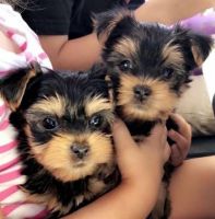 Yorkshire Terrier Puppies for sale in Indianapolis, IN, USA. price: NA