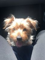 Yorkshire Terrier Puppies for sale in Dallas-Fort Worth Metropolitan Area, TX, USA. price: NA
