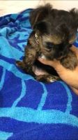 Yorkshire Terrier Puppies for sale in Missoula, MT, USA. price: NA