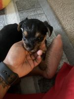 Yorkshire Terrier Puppies for sale in Taylor, MI 48180, USA. price: NA