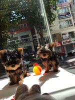 Yorkshire Terrier Puppies for sale in New York, NY 10014, USA. price: NA