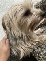 Yorkshire Terrier Puppies for sale in Rock Springs, WY 82901, USA. price: NA
