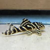 Zebra pleco Fishes Photos