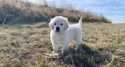 abruzzenhund puppies for sale