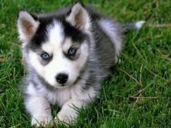 AKC Registered Blue Eyes Siberian Husky Puppies