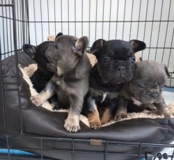 egcfgvh male and female french bulldog puppies