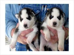Blue eyes siberian husky puppies for good home