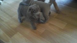 Proven Fawn Shar Pei pups ready now