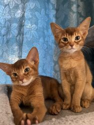 Fantastic Abyssinian kittens of various colors