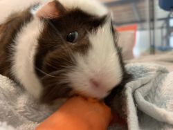 Two guinea pigs (male,Boris and Alberto, includes cage and food)