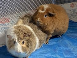 two sister guinea pigs ( female )