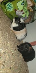 2 male guinea pigs feed,hay,cage need them gone so get back to me asap