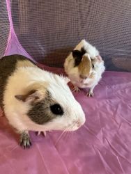 2 Female Guinea Pigs w/cage & accessories