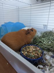 Guinea pig for sale with supplies