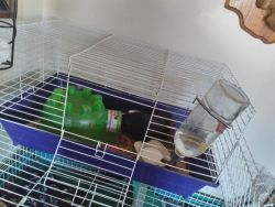 Male guinea pig cage water bottle blankets hut for home food dish