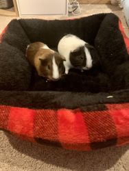 Adorable baby pigs for sale in omaha!