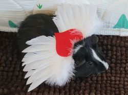 American Guinea Pig Pups For Sale