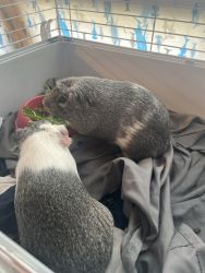 Female guinea pigs
