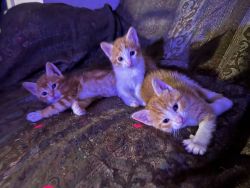 Kittens need a home