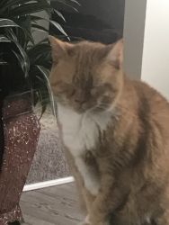Rosie (5 Years Old) Adult Cat