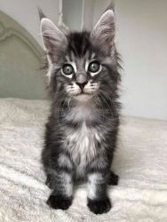 Adorable Mainecoon kittens for sale