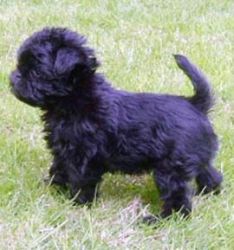 Affenpinscher puppies looking for their new homes.