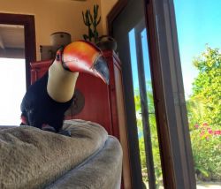 toucan for sale