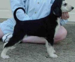 Afghan Hound Puppies Available