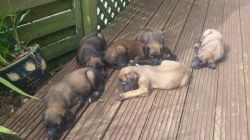 Beautiful Rare Afghan Hound Puppies For Sale.