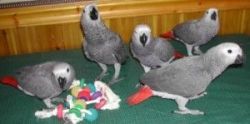 Congo African Grey Available