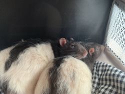 Two male rats.