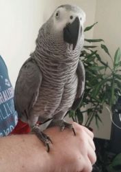 African grey parrot ready now