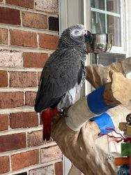 6 month old male African Grey