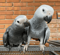 Exotic African grey for sale