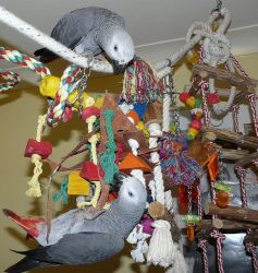 Talkative Congo african grey parrots