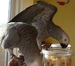 Make and female African grey parrots