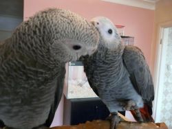 Precious African Grey Parrots